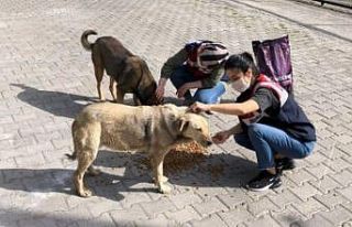 Jandarma sokak hayvanlarını unutmadı