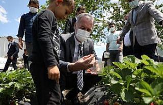 Kurşunlu çileğinde hasat başladı