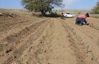 Yozgat’ta Lavanta dikimi yapıldı