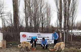 Doğada yaşayan hayvanlar unutulmadı