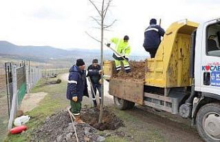 Yol kenarları yeşile bürünecek