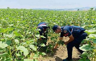 Ayçiçeği tarlalarına kenevir ekmişler