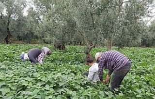 Fasulye hasadı başladı