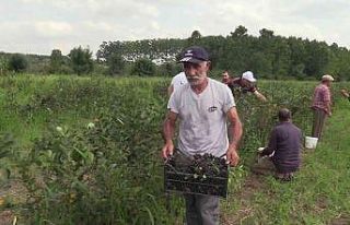 Samsun’da ‘aronia’ hasadı