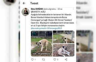 Hayvansever uyardı, Büyükşehir kurtardı