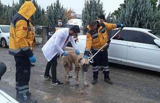 Kuduz aşılaması tamamlandı