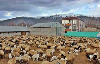 Kuzuların annelerine kavuşma anları