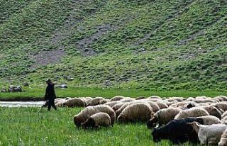 Şırnak yaylalarında kartpostallık fotoğraflar