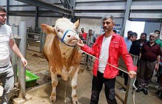 Erzurum’da pazarın gözdesi; Şahdadaş