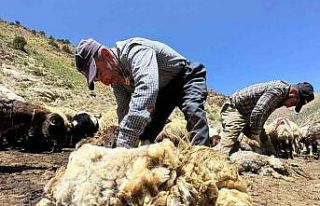 Yüksekova’da koyun kırkma mesaisi