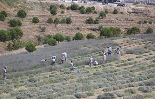 Merkezefendi’de lavanta hasadı başladı