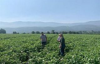 Patates tarlalarında mildiyö alarmı