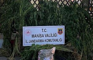 Turgutlu’da jandarmadan uyuşturucu operasyonu