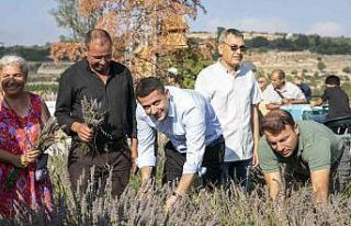 Çaltıbozkır’da Lavanta Hasat Şenliği