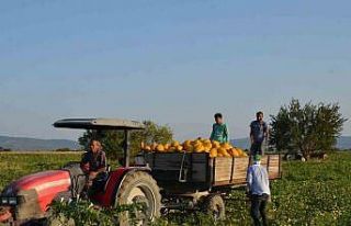 Kırkağaç kavununda ilk hasat