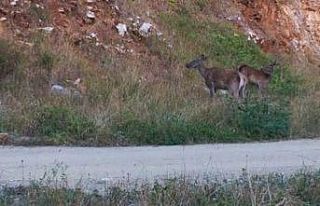 Kızılgeyik sürüsü fotokapana takıldı