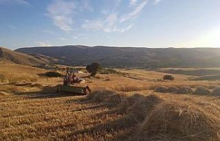 Kuluncak’ta buğday hasadı