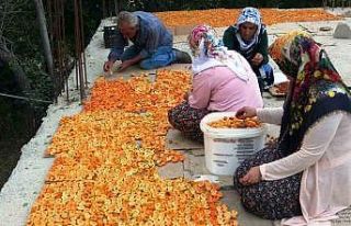 Van’da kayısı kurutma dönemi