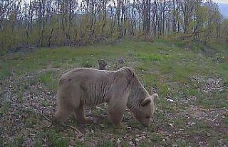 Yaban hayatı fotokapanlara yansıdı