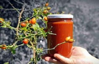 Kuşburnunun hasat dönemi yaklaştı