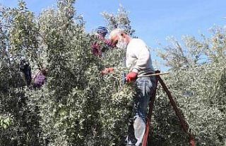 Mut’ta zeytin hasadı başladı