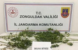 Zonguldak’ta uyuşturucu operasyonu