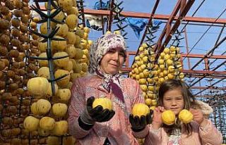 Manisa’dan dünyaya cennet hurması