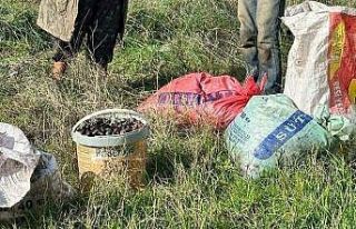 Zeytin hırsızı yakalandı