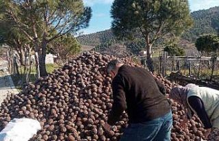 Burhaniye’de kozalak hasadı tamamlandı