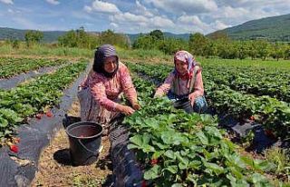 Çilek köyünde hasat başladı