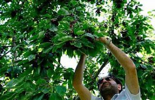 Erzincan’da dalları bastı kiraz