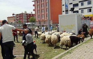 Kars’ta hayvan pazarında yoğunluk