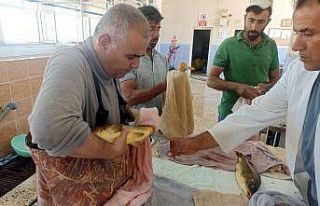 Şanlıurfa’da balıkların sağımı yapıldı