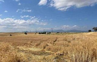 Konya’da buğday hırsızlığı