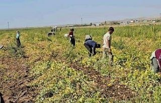 Adilcevaz’da fasulye hasadı başladı