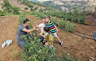 Sındırgı’da Aronya hasadı başladı