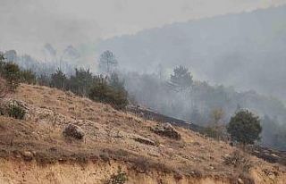 Afyonkarahisar’da orman yangını