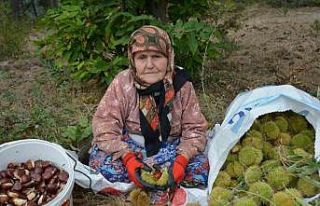 Balıkesir’de kestane hasadı başladı