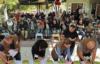 Belen’in tescilli zeytinleri yarıştı