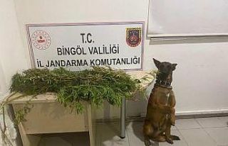 Bingöl’de uyuşturucuyla mücadele