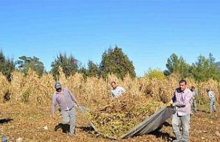 Çandır fasulyesinin hasat zamanı