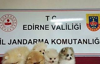 Cins köpekler jandarmayı geçemedi