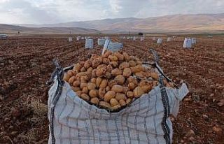 Darende’de patates hasadına başlanıldı