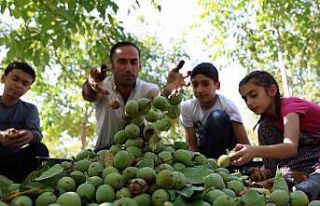 Elazığ’da ceviz hasadı başladı