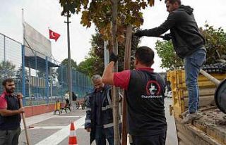 Kuruyan ağaçlar yenilendi