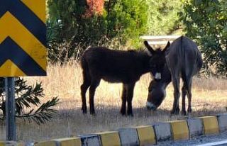 Marmaris’te trafikte eşek tehlikesi