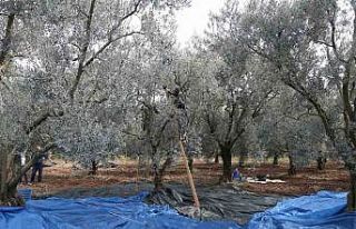 Zeytin bol piyasalar beklemede...