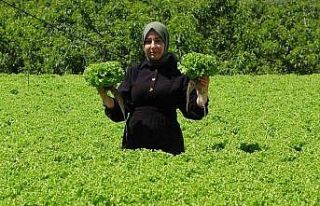 Erzincan’da marul hasadı başladı