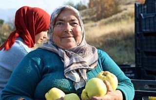 Kahramanmaraş’ta ayva hasadı