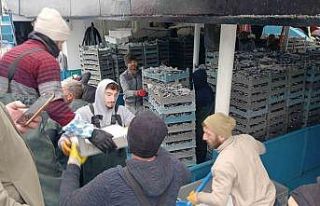 Karadeniz’den tonlarca hamsi çıktı